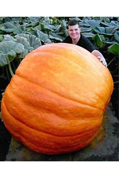 Serdar Çam Tohumculuk Ithal Dev Kabak Tohumu 2 Adet Tohum Atlantik Giant Bal ...