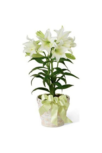 Serdar Çam Tohumculuk Nadir Ithal Japon Zambak Tohumu 3 Tohum Çiçek Tohumu