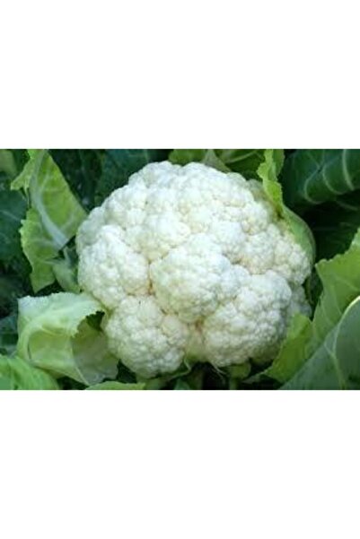 ata tohumculuk 500 Adet Tohum Süper Paket Karnabahar Tohumu Karnıbahar Tohumu