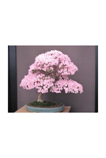 Genel Markalar Bodur Cherry Blossom Bonzai Ağacı Tohumu 5 Adet Bonsai Ağacı Tohumu