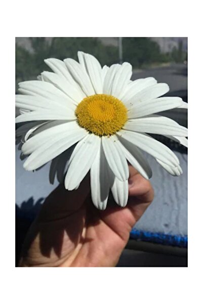 Serdar Çam Tohumculuk Süper Paket 150 Adet Tohum İthal Dev Papatya Tohumu Ala...