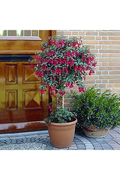 Serdar Çam Tohumculuk Kırmızı Küpeli Çiçeği Ekim Seti Saksı Toprak 5 Adet Toh...