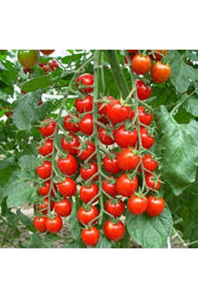 ata tohumculuk 100 Adet Tohum Süper Paket Sırık Domates Tohumu Sırık Domates ...