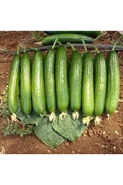 ata tohumculuk 10 Adet Tohum Badem Salatalık Köy Salatalığı Tohumu Yerli Tohu...