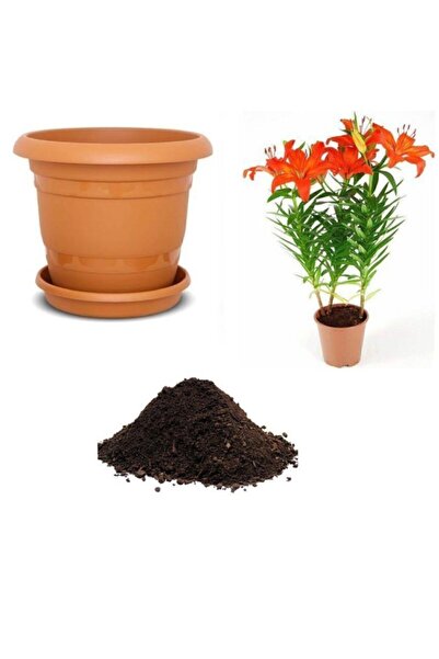 Serdar Çam Tohumculuk Nadir Ithal Arpa Zambak Tohumu Ekim Seti