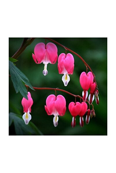 Çam Tohumculuk Nadir Kanayan Kalpler Dicentra Çiçeği Tohumu 5 Adet Tohum