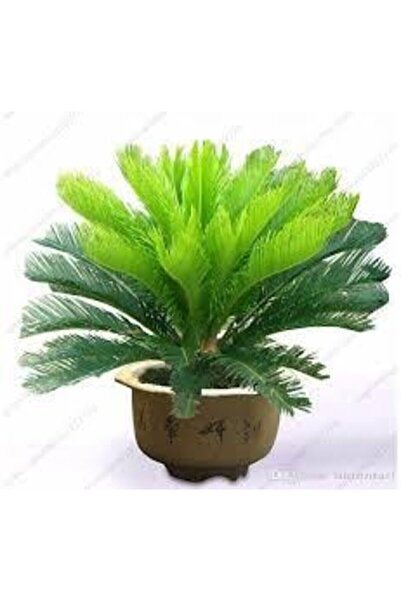 ata tohumculuk 3 Adet Tohum Nadir Bulunan Skas Palmiye Ağacı Tohumu Sikas Ağa...