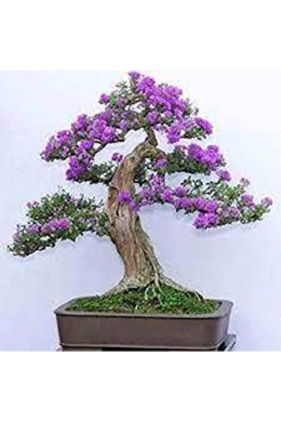 ata tohumculuk 5 Adet Tohum Bodur Jakaranda Bonsai Ağacı Tohumu Sürpriz Hediy...