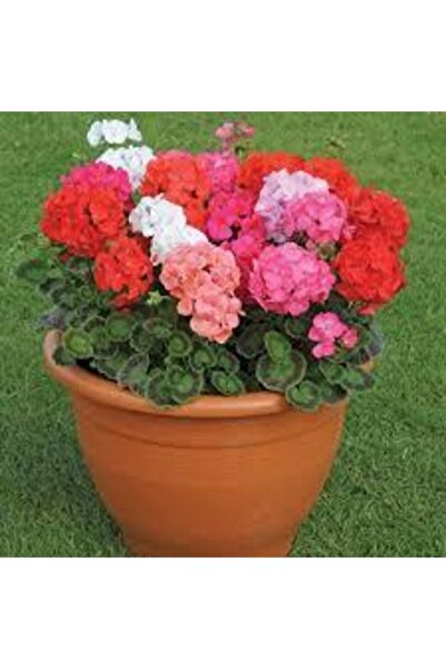 ata tohumculuk 5 Adet Tohum Nadir Sardunya Çiçeği Tohumu