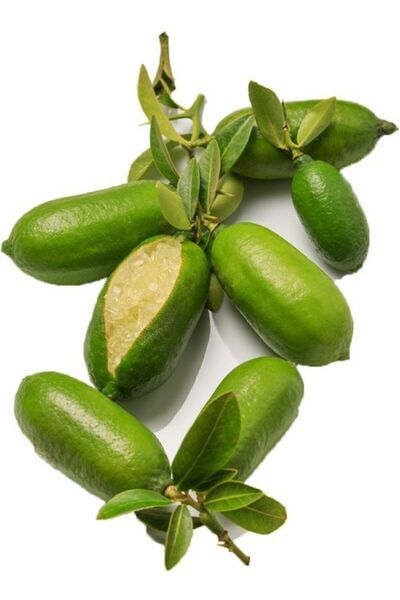 Serdar Çam Tohumculuk Nadir Ithal Parmak Limon Tohumu Ekim Seti 3 Tohum Saksı...