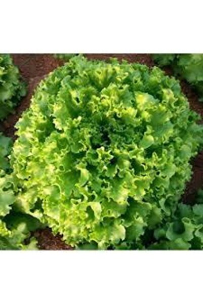 ata tohumculuk 50 Adet Tohum Şamba Kıvırcık Marul Tohumu Süpriz Hediye Sebze ...