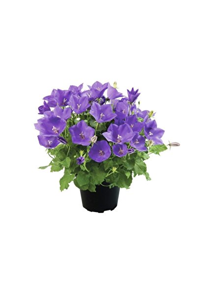 Genel Markalar Çan Çiçeği Tohumu 5 Adet Tohum Kadeh Çiçeği