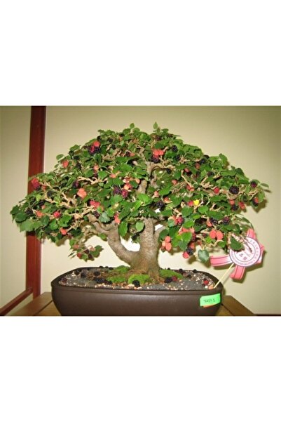 Serdar Çam Tohumculuk Karadut Bonzai Ağacı Tohumu 5 Adet Bonsai Ağacı Tohumu