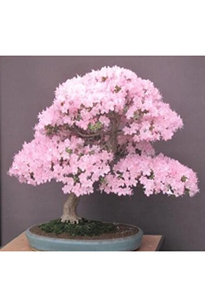 Serdar Çam Tohumculuk Bodur Cherry Blossom Bonzai Ağacı Tohumu 5 Adet Bonsai ...