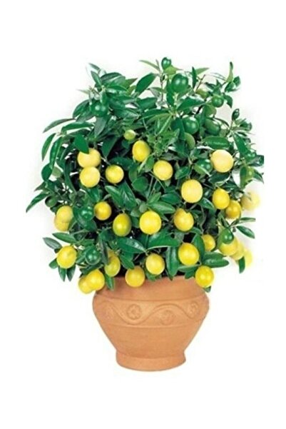 Çam Tohumculuk Bodur Hint Limonu Bonzai Ağacı Ekim Seti 5 Adet Tohum Saksı To...
