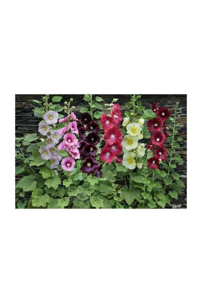 Serdar Çam Tohumculuk Karışık Gülhatmi Çiçeği Tohumu 5 Adet Tohum Hatmi Çiçeği 4 Farklı Renkte Çiçek Tohumu