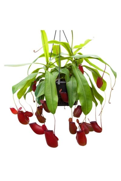 Serdar Çam Tohumculuk Sinek Kapan Nepentes Bitkisi Tohumu 5 Adet Tohum Etobur...