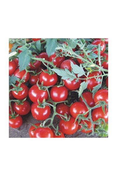 Agrobazaar Beşdeli Salkım Domatesi Ortalama 25 + Tohum