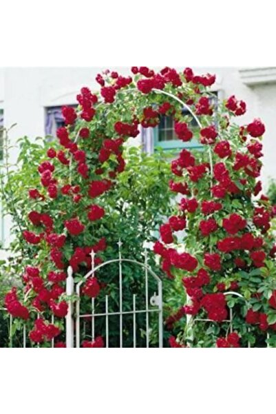 Serdar Çam Tohumculuk Saksılık Nadir Yediveren Kırmızı Sarmaşık Gül Tohumu 5 ...