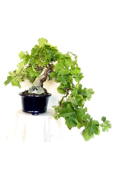 Serdar Çam Tohumculuk Nadir Ithal Bodur Sarı Üzüm Bonzai Ağacı Tohumu Ekim Se...