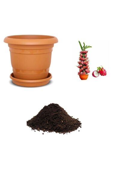 Serdar Çam Tohumculuk Tropikal Saksılık Ejderha Meyvesi Tohumu Ekim Seti