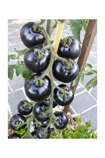 Genel Markalar Siyah Domates Tohumu 5 Adet Tohum Black Tomato