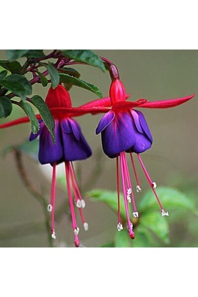 Agrobazaar Karışık Küpeli Çiçeği Tohumu 5 Adet Tohum Çiçek Tohumu