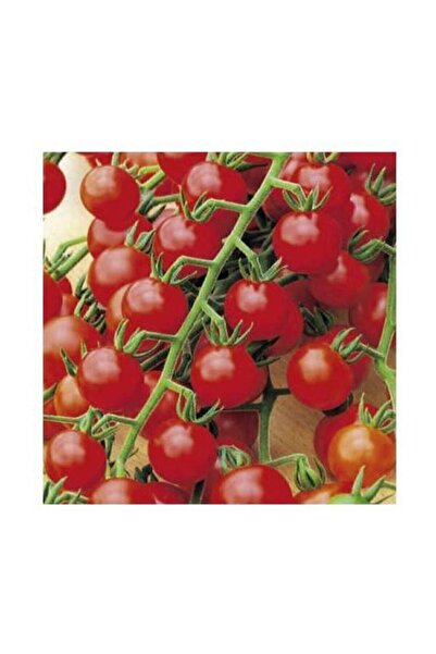 Çam Tohumculuk Bezelye Domatesi Tohumu 10 Adet Domates Tohumu