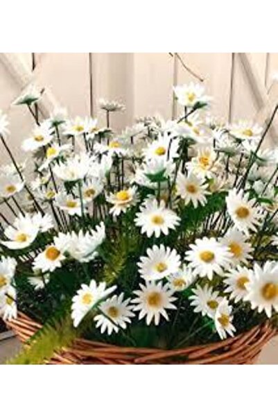 ata tohumculuk 20 Adet Tohum Yayılıcı Kır Papatyası Çiçeği Tohumu Çiçek Tohum...