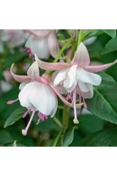 ata tohumculuk Beyaz Küpeli Çiçeği Tohumu 10 Adet