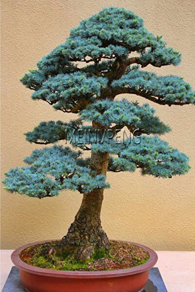 Serdar Çam Tohumculuk Bodur Mavi Selvi Bonzai Ağacı Tohumu 5 Adet Bonsai Ağac...