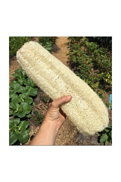 Genel Markalar Nadit İthal Lif Kabağı Tohumu 5 Tohum Kabak Tohumu