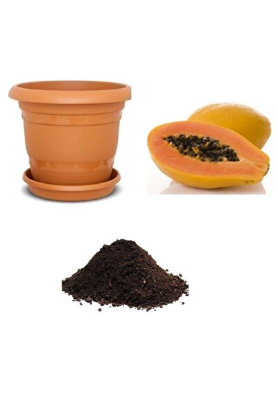 Serdar Çam Tohumculuk Tropikal Papaya Meyvesi Tohumu Ekim Seti