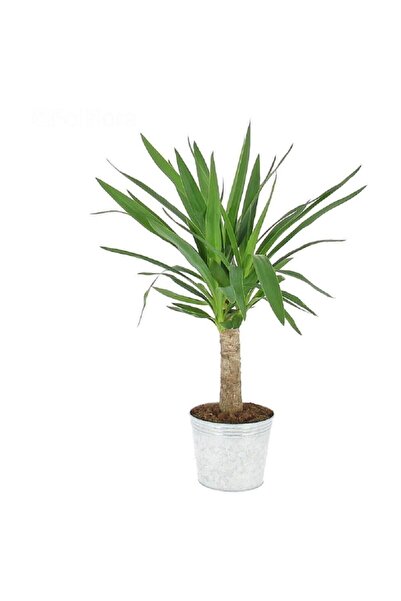 Berceste Peyzaj tasarım Yucca Jawel Çiçeği Yukka Bitkisi Yuka Çelik Gövde 40 50 Cm Ev Bitkisi Salon Bitkisi Ofis Bitkisi