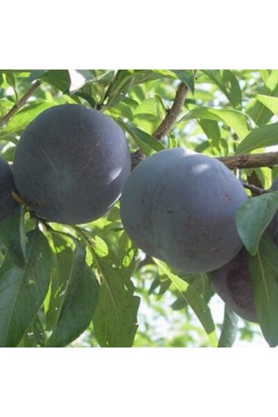 Genel Markalar Tüplü Aşılı Black Diamond Japon Erik Fidanı