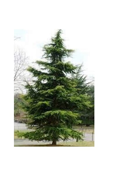 FidanDükkanı Sedir Çamı Fidanı