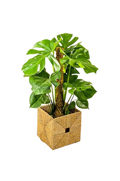 bitkicim Bitki Destek Çubuğu 3lü Set 60cm-100cm-140cm (yosun Sopası)