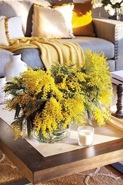 bahçevilya 2 Yaşında Tüplü Mimoza Çiçeği (Acacia dealbata) Fidanı - Göz Alıcı...