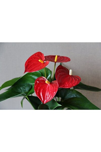 Genel Markalar Yerli Anthurium Andraeanum Red - Kırmızı Antoryum Flamingo Çiçeği Iç Mekan