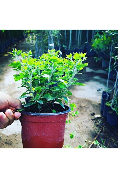 Mimoza Bitki Market Saksılı Canlı Kasımpatı Çiçeği Beyaz 10-20 cm