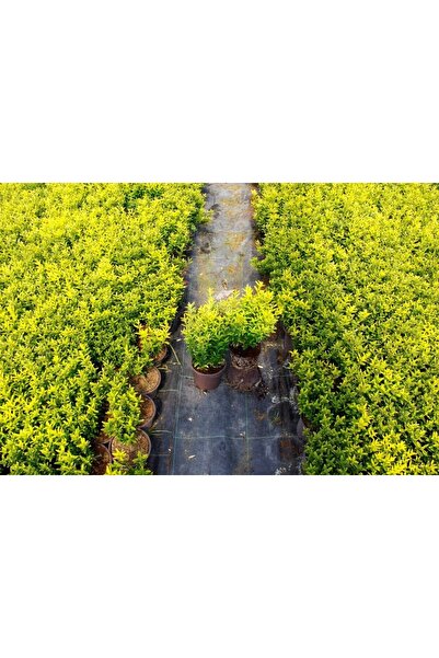 Tunç Botanik ALTUNİ ÇITIR TAFLAN 20 ADET - SARI ÇİT BİTKİSİ