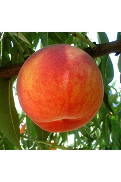 FİDAN SEPETİM 4 Yaş Aşılı Glohaven Şeftali Fidanı *Yarı Bodur*