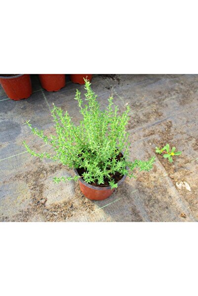 Tunç Botanik SAKSIDA KEKİK 3 ADET - Mutfakta Balkonda Hazır Taze Kekik