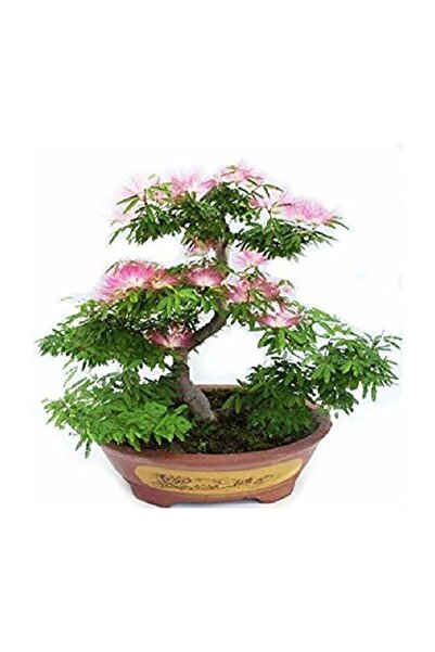 Çam Tohumculuk Gülibrişim Bonzai Ağacı Tohumu 5 Adet Bonsai Ağacı Tohumu