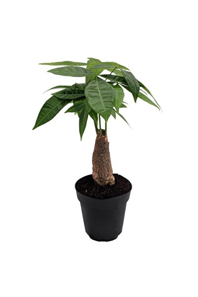 Serdar Çam Tohumculuk Maymun Tırmanmaz Ağacı Tohumu 3 Adet Tohum Flaş Ağacı