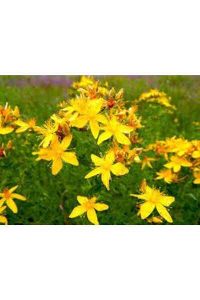 ata tohumculuk 20 Adet Tohum Eko Paket Sarı Kantaron Tohumu Kantaron Tohumu H...