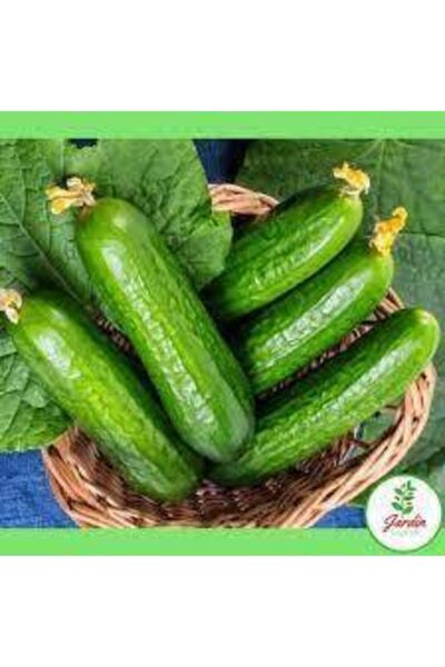 ata tohumculuk 15 Adet Tohum Yerli Erkenci Badem Salatalık Tohumu