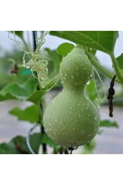 ata tohumculuk Nadir Süs Su Kabağı Tohumu 3 Adet