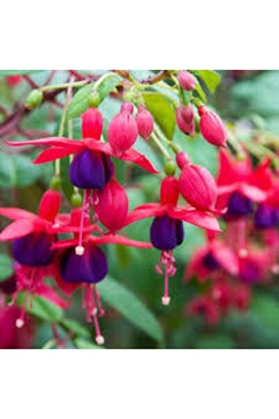 ata tohumculuk 10 Adet Tohum Yer Küpelisi Çiçeği Tohumu Küpeli Çiçek Tohumu S...