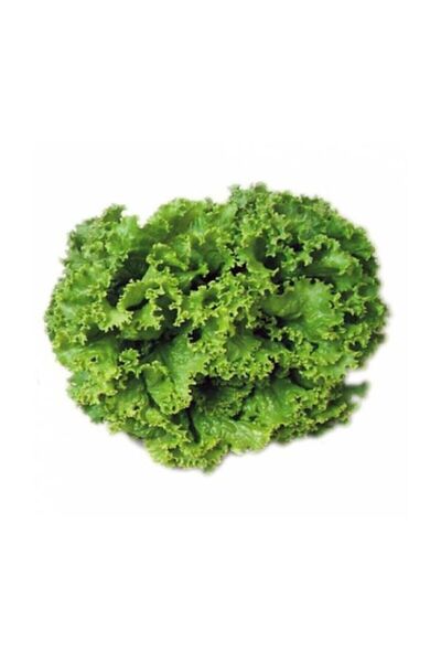 Genel Markalar Şamba Kıvırcık Marul Tohumu 100 Adet Tohum